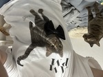 レビュー投稿画像