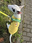 レビュー投稿画像