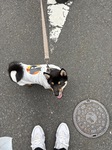 レビュー投稿画像