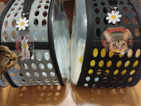 レビュー投稿の拡大画像