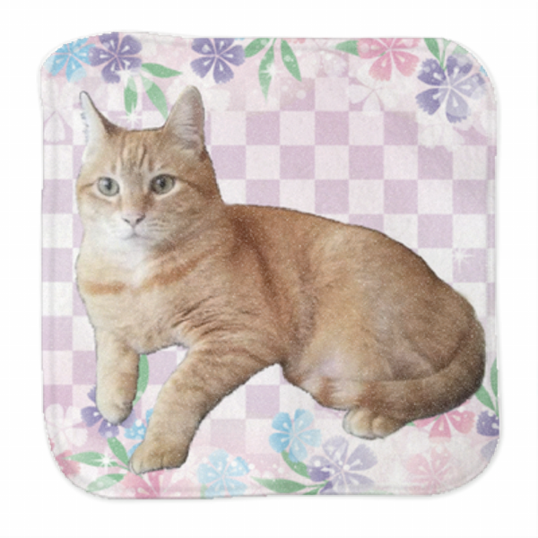 レビュー投稿の拡大画像