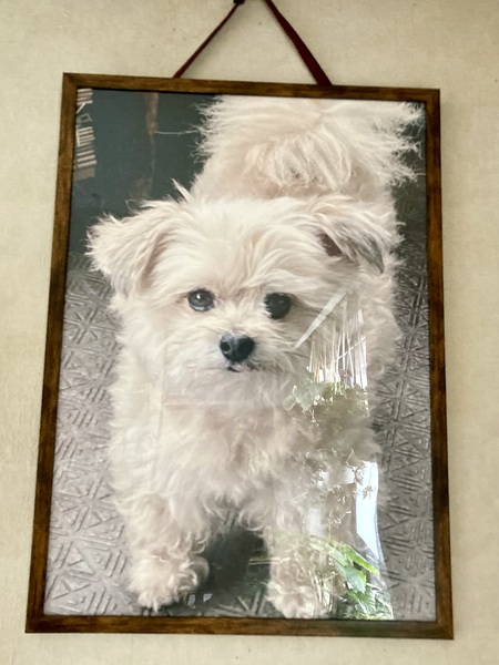 レビュー投稿の拡大画像