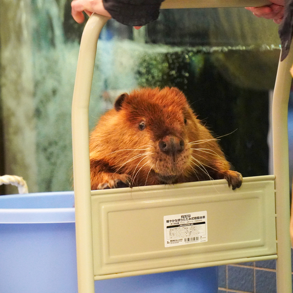 レビュー投稿の拡大画像