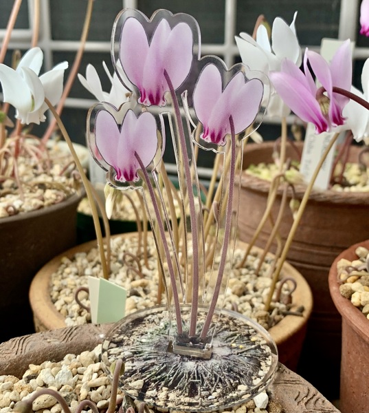 レビュー投稿の拡大画像