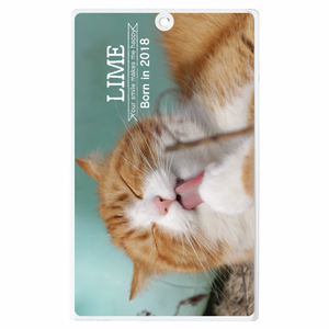 おしゃれな名前とペット写真を入れられる名刺型キーホルダーをオリジナルでプリント ペットグッズのテンプレート