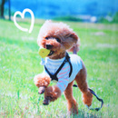 写真やイラストも綺麗に再現できる昇華転写