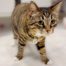 大切なペットが迷子になってしまったときに頼りになる迷子札！