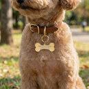 大切なペットが迷子になってしまったときに頼りになる迷子札！