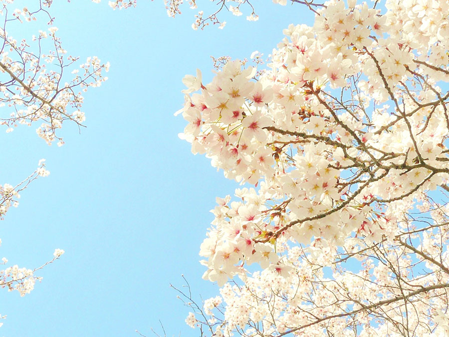 1桜の
写真
