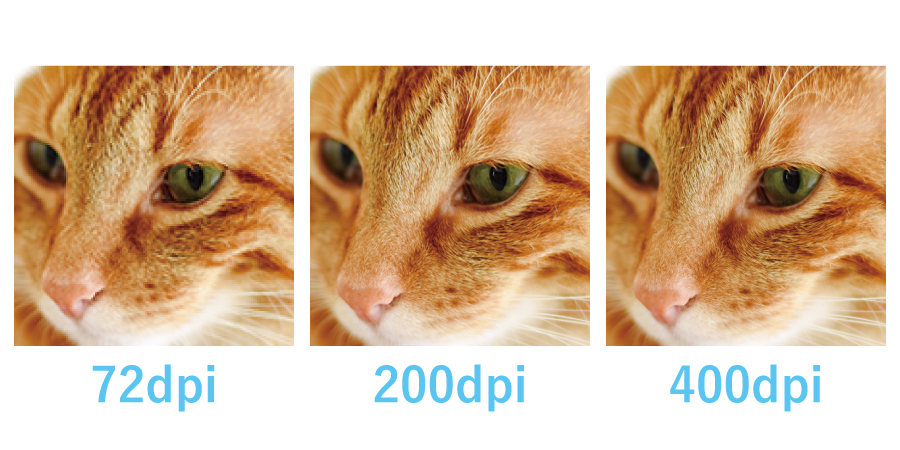 3猫の比較画像