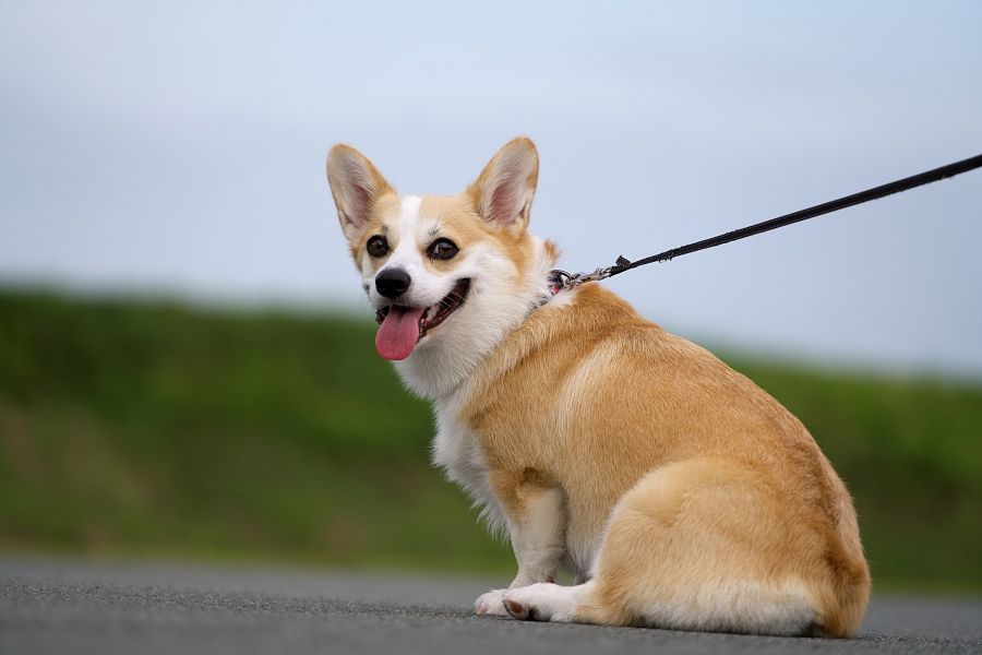 オリジナルお散歩バッグ