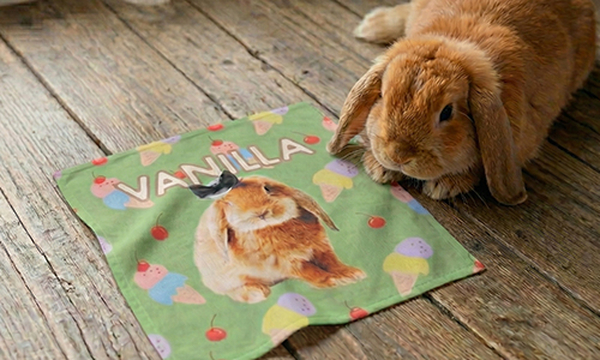 写真・イラスト