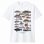 フナ属の魚たちのイラストが映える！オリジナルTシャツ