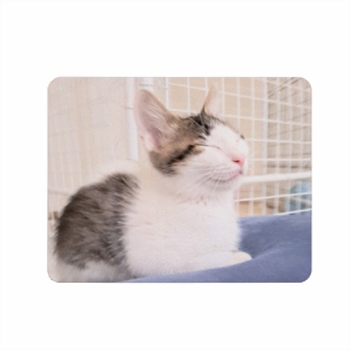 愛猫の表情がかわいい！オリジナルソフトマウスパッド スクエア